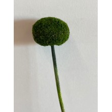 Dried Craspedia - Green 