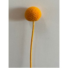 Dried Craspedia - Orange