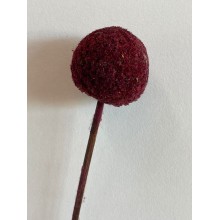 Dried Craspedia - Raspberry 