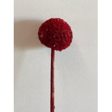 Dried Craspedia - Red