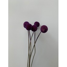 Dried Craspedia - Purple