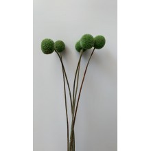 Dried Craspedia - Light Green 