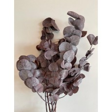 Preserved Eucalyptus Silver Dollar Red