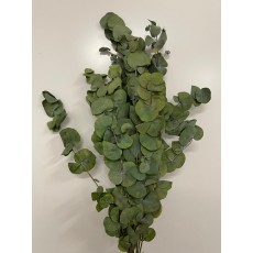 Preserved Eucalyptus 