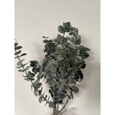 Preserved Eucalyptus Baby 