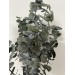 Preserved Eucalyptus Baby 