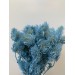Dried Eryngium - Blue Bleached 