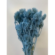 Dried Eryngium - Blue Bleached 