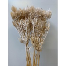 Dried Eryngium - White 