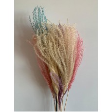 Preserved Eulalia - Mix Colour 