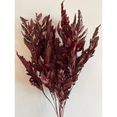 Preserved Leather Fern