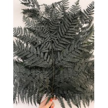Preserved Fern - Black/Green