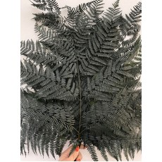 Preserved Fern - Black/Green