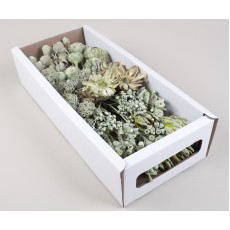 MIXED BOX GREEN 60 STEMS
