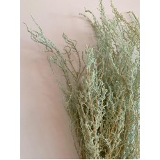 Dried Stoebe - Mint