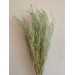 Dried Stoebe - Mint
