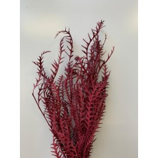 Preserved Grevilla - Burgundy 