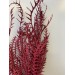 Preserved Grevilla - Burgundy 