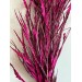 Preserved Grevilla - Fuschia