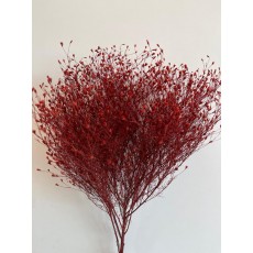 Preserved Gypsophilia- Desert Star Red