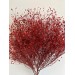 Preserved Gypsophilia- Desert Star Red