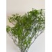 Preserved Gypsophilia - Green