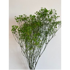 Preserved Gypsophilia - Green