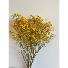 Preserved Gypsophilia - Safran 