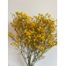 Preserved Gypsophilia - Safran 