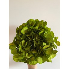 Preserved Hydrangea - Green 15cm 