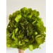 Preserved Hydrangea - Green 15cm 