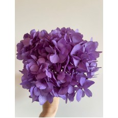 Preserved Hydrangea - Lilac 15cm 