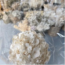 Preserved Hydrangea - Cream 15cm 