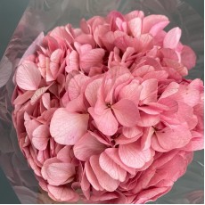 Preserved Hydrangea - Pink 15cm 