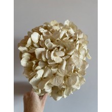 Preserved Hydrangea - Pastel Ivory 20cm