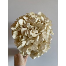 Preserved Hydrangea - Pastel Ivory 20cm
