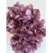 Preserved Hydrangea - Pastel Plum 15cm 