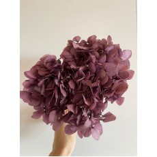 Preserved Hydrangea - Pastel Plum 15cm 