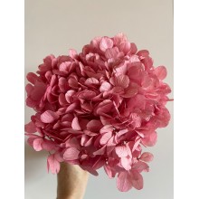 Preserved Hydrangea - Pink 20cm 
