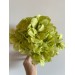 Preserved Hydrangea - Pistachio 15cm 