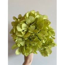 Preserved Hydrangea - Pistachio 15cm 