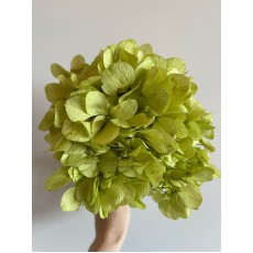Preserved Hydrangea - Pistachio 15cm 