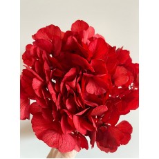 Preserved Hydrangea - Red
