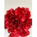 Preserved Hydrangea - Red