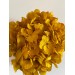 Preserved Hydrangea - Safran 15cm 