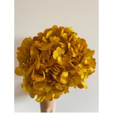 Preserved Hydrangea - Safran 15cm 