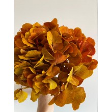 Preserved Hydrangea - Safran Red 15cm 