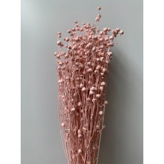 Dried Lino - Light Pink