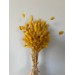 Dried Lagurus - Sunny Yellow 