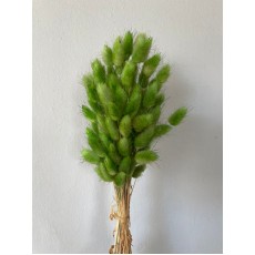 Dried Lagurus - Green